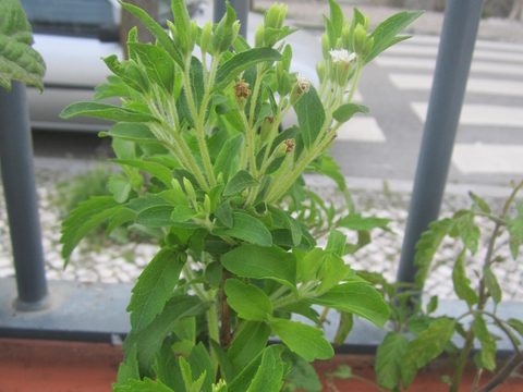 Junto às nossas sardinheiras temos uma planta de stevia florida.